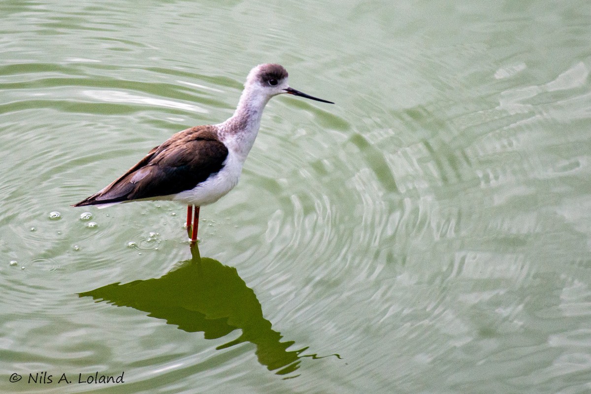 高蹺鴴 - ML645335836