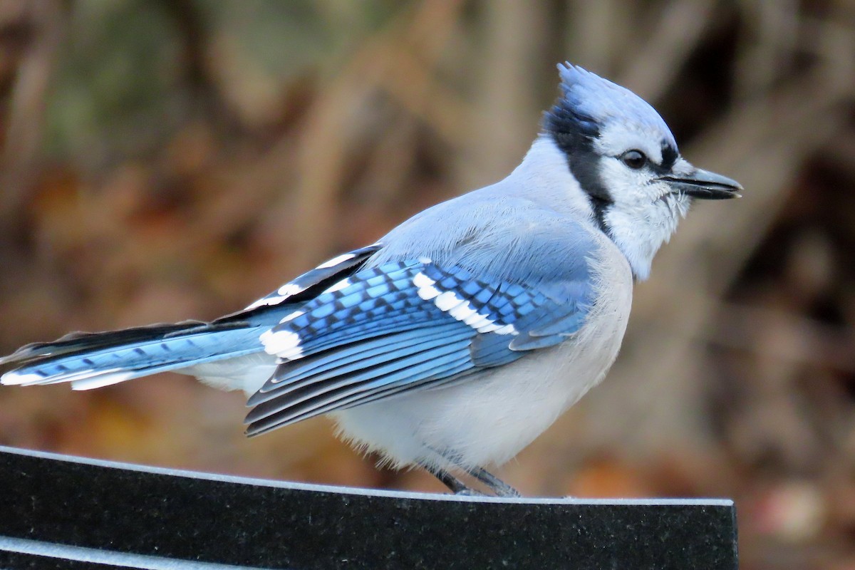 Blue Jay - ML645335843