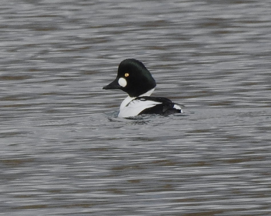 Common Goldeneye - ML645335846
