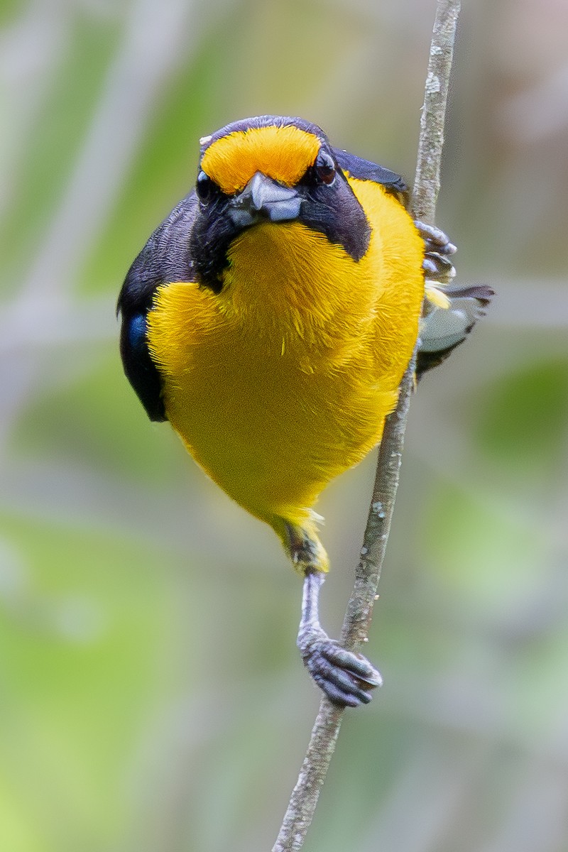 Violaceous Euphonia - ML645335850