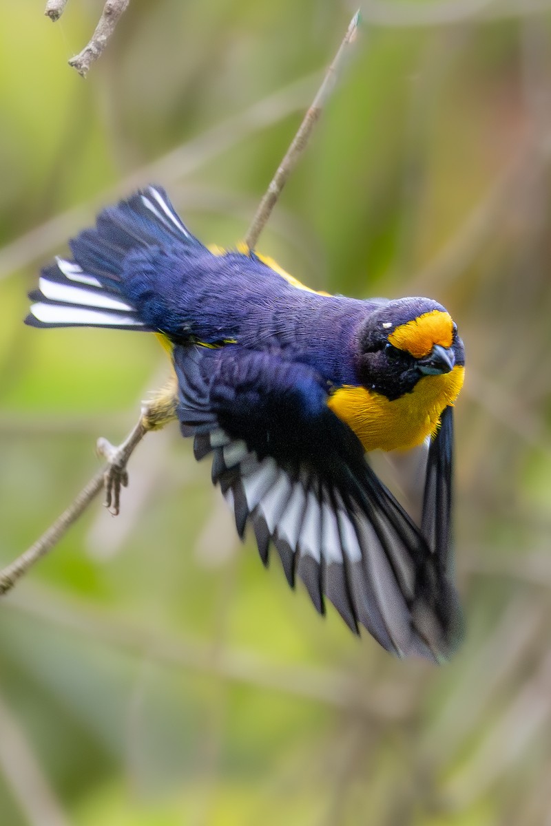 Violaceous Euphonia - ML645335851