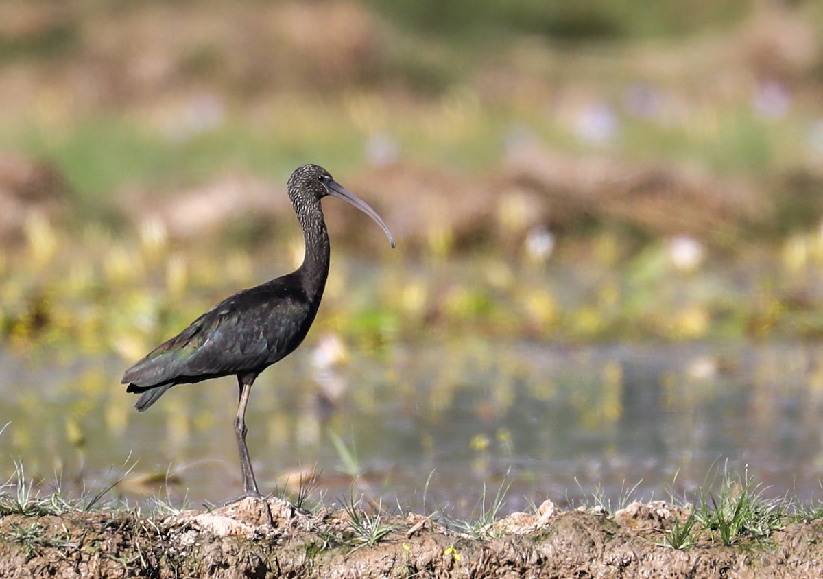 ibis hnědý - ML645335854