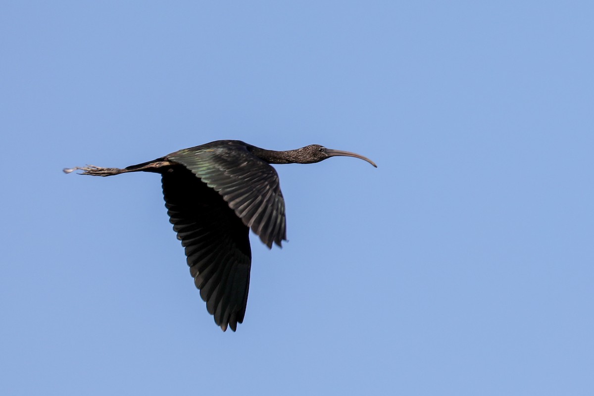 ibis hnědý - ML645335855