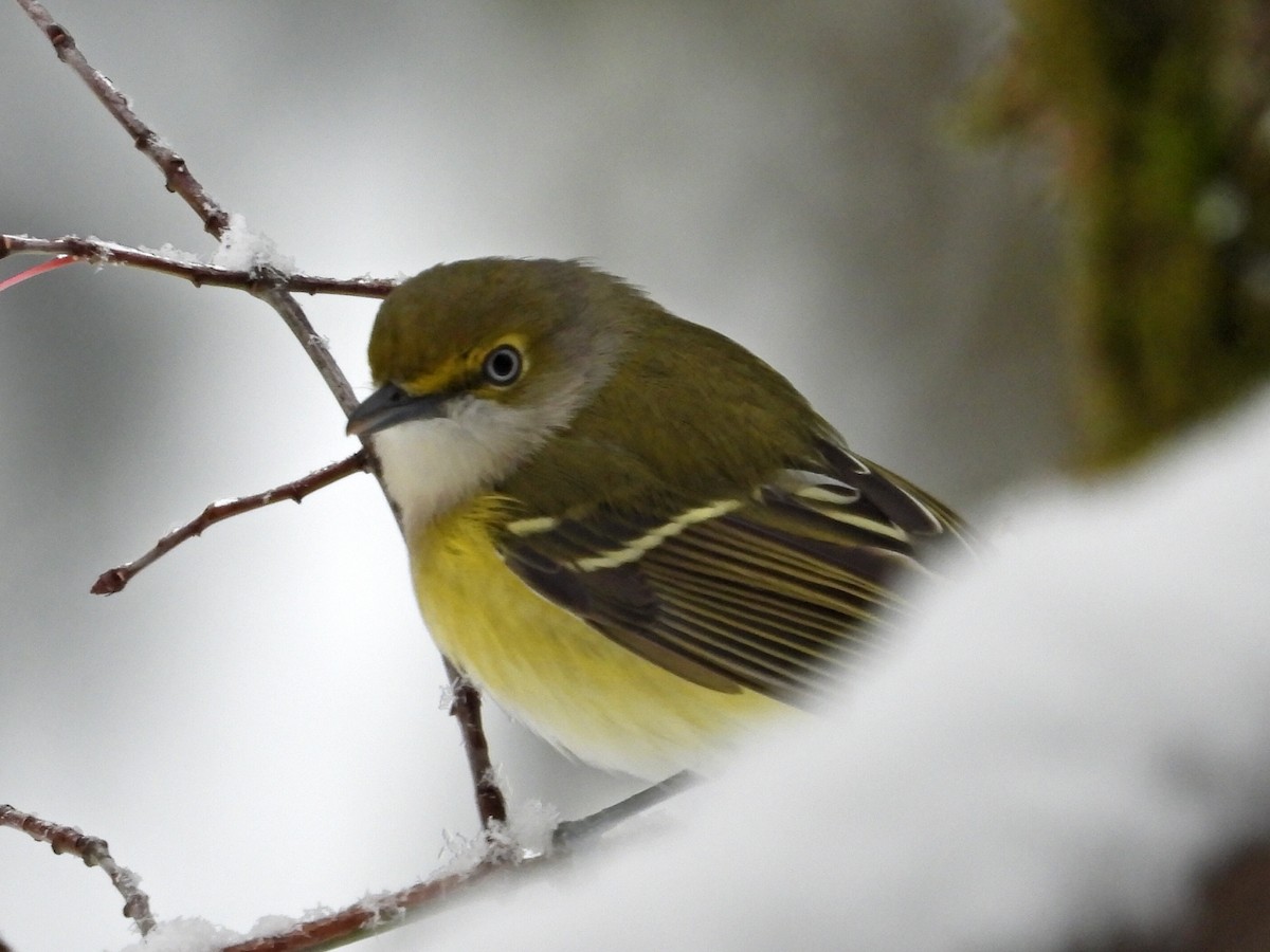 White-eyed Vireo - ML645335872