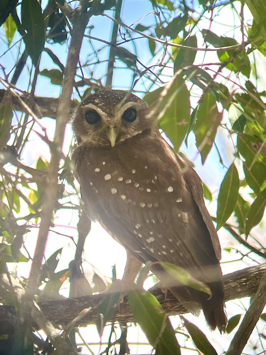 White-browed Owl - ML645335886