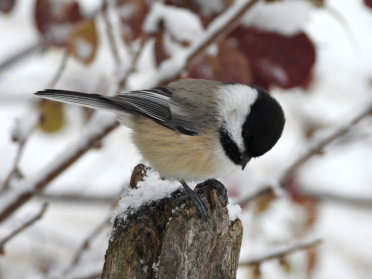 Black-capped Chickadee - ML645335887
