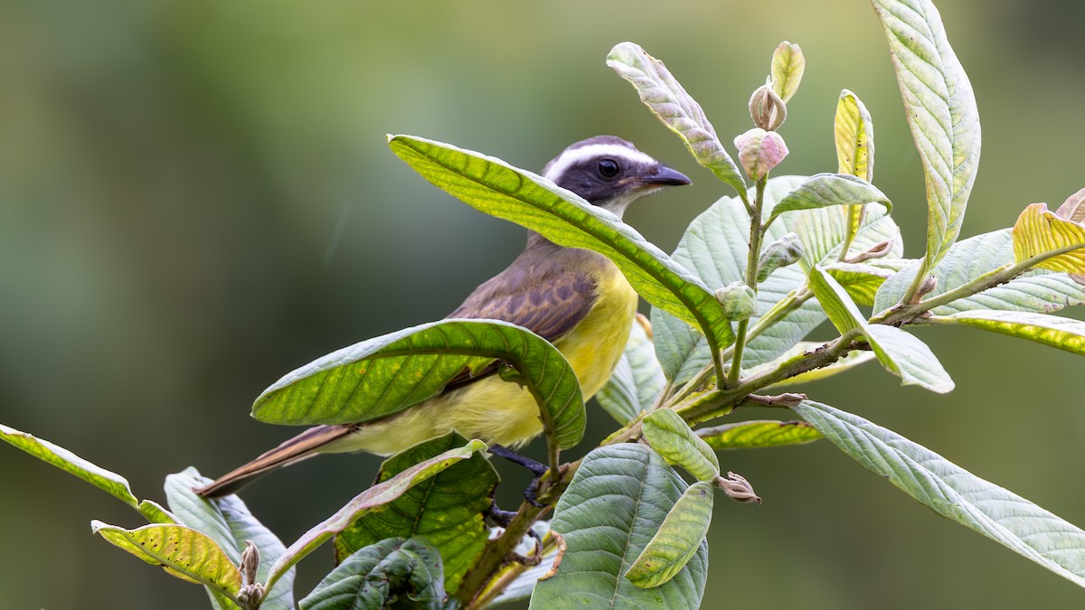 Sosyal Tiran - ML645335889