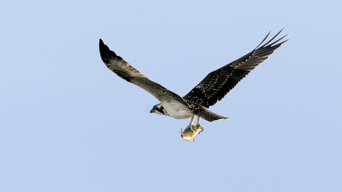 Osprey - ML645335892