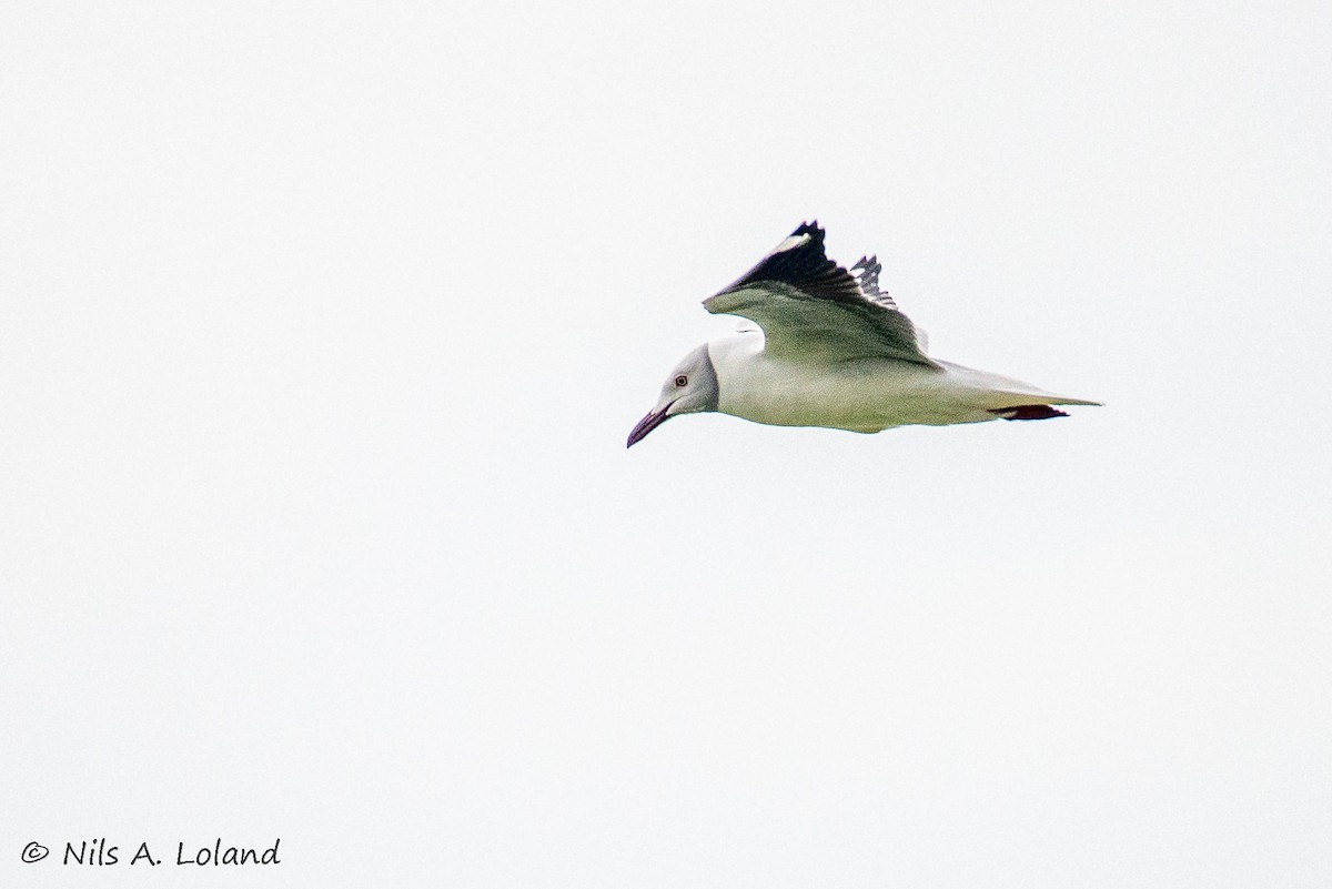 racek šedohlavý - ML645335903