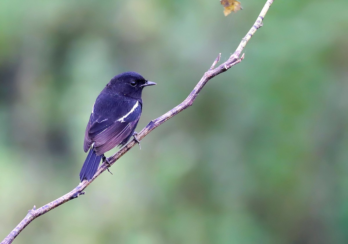 bramborníček černobílý - ML645335907