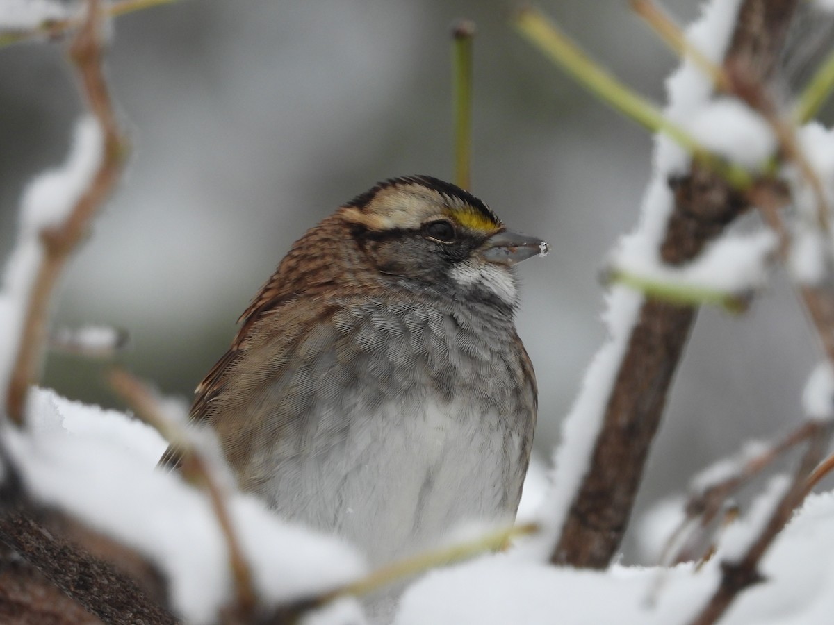 White-throated Sparrow - ML645335916