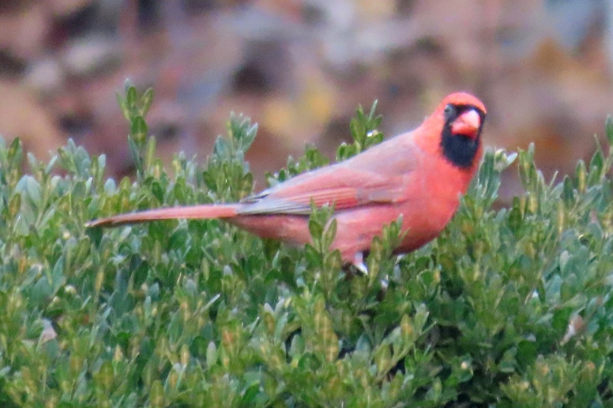 Northern Cardinal - ML645335919