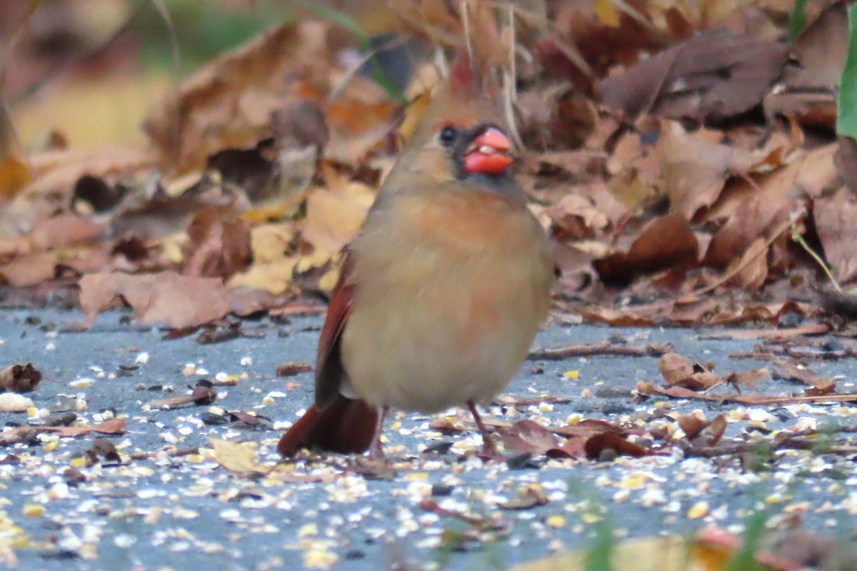 Northern Cardinal - ML645335920