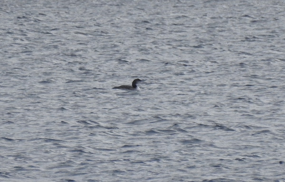 Common Loon - ML645335922