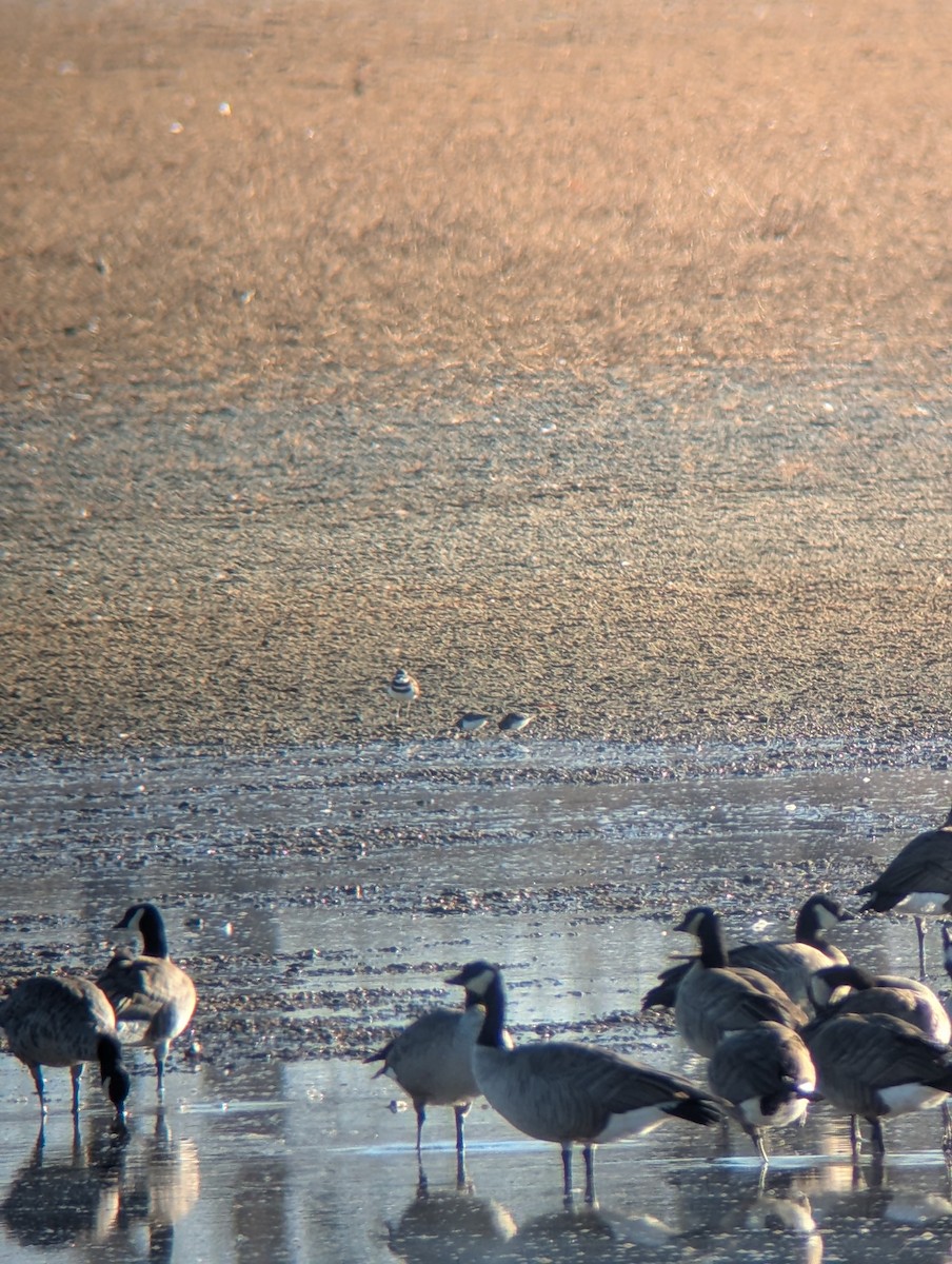 Least Sandpiper - ML645335923