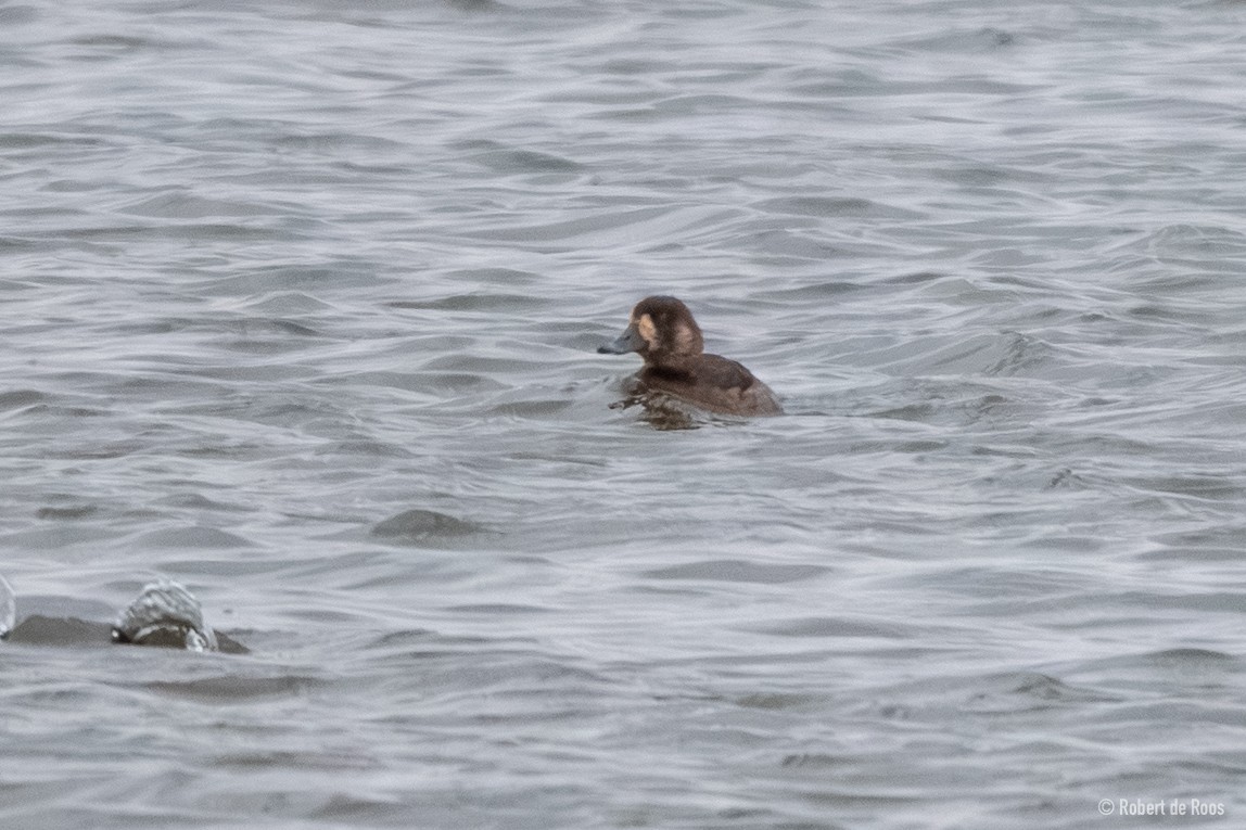 bergand - ML645335925