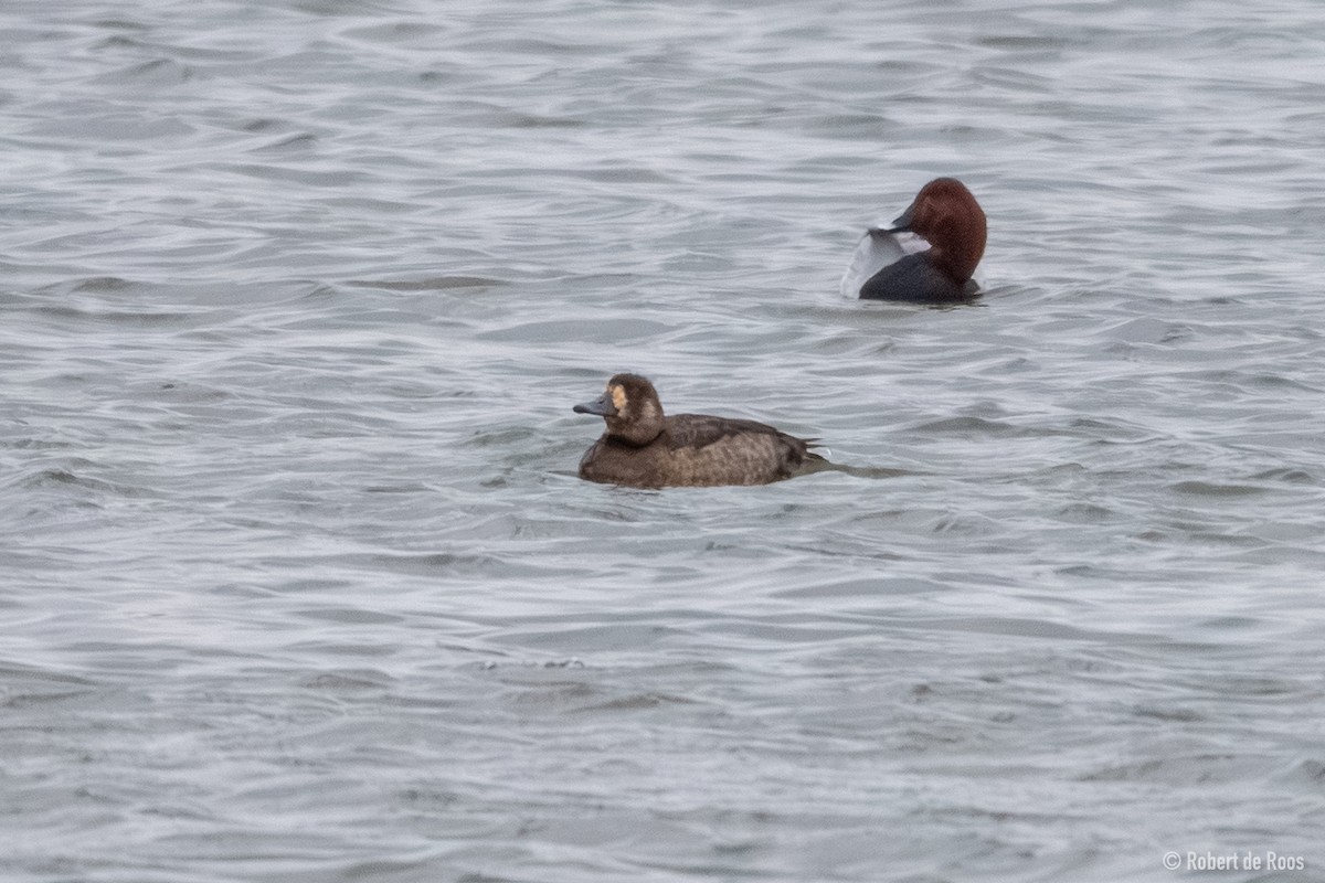 bergand - ML645335926