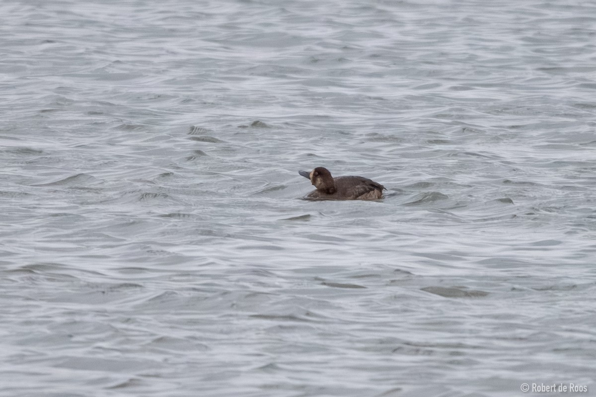 bergand - ML645335927