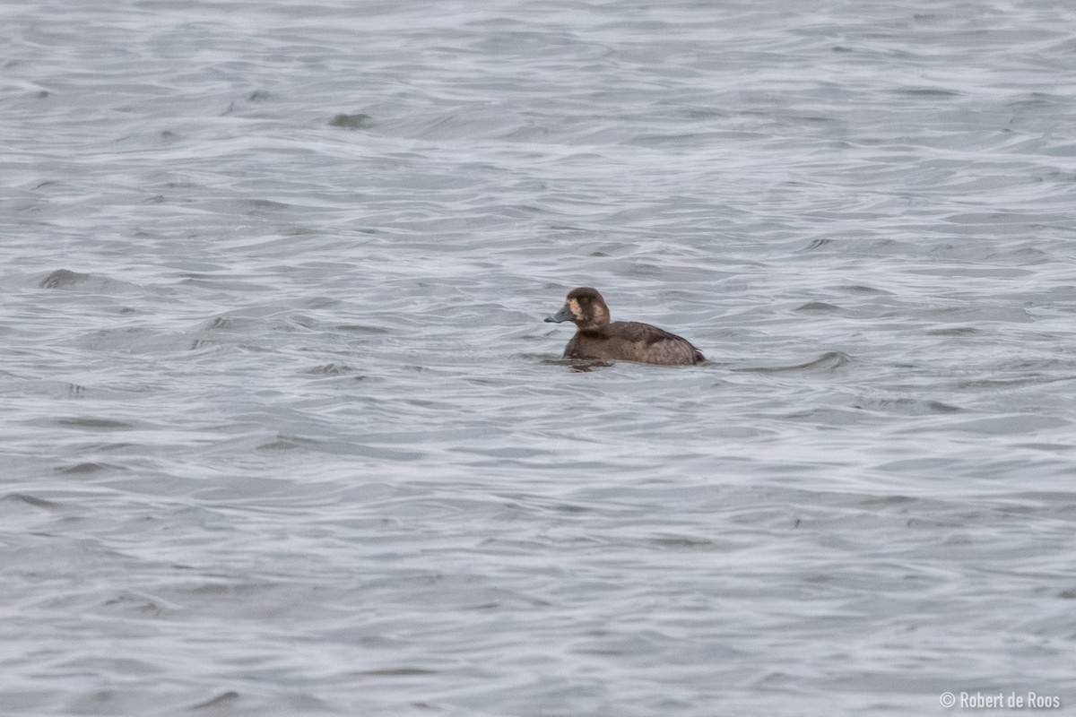 bergand - ML645335928