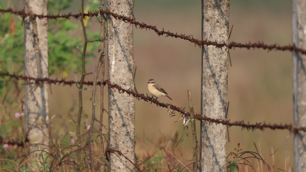 Pallasschwarzkehlchen - ML645335933