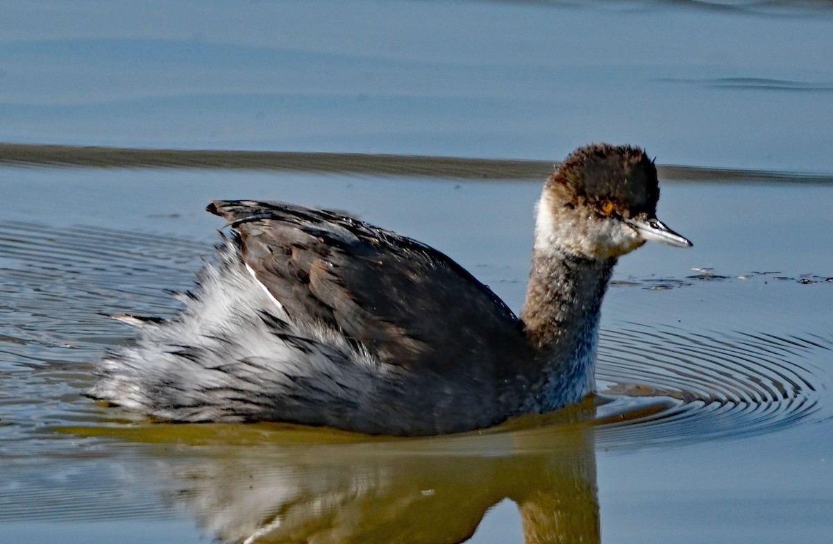 Eared Grebe - ML645335941