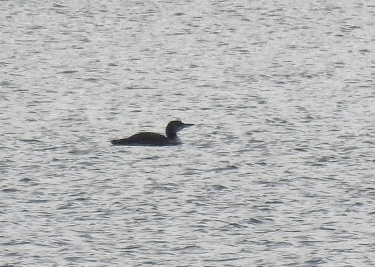 Common Loon - ML645335962