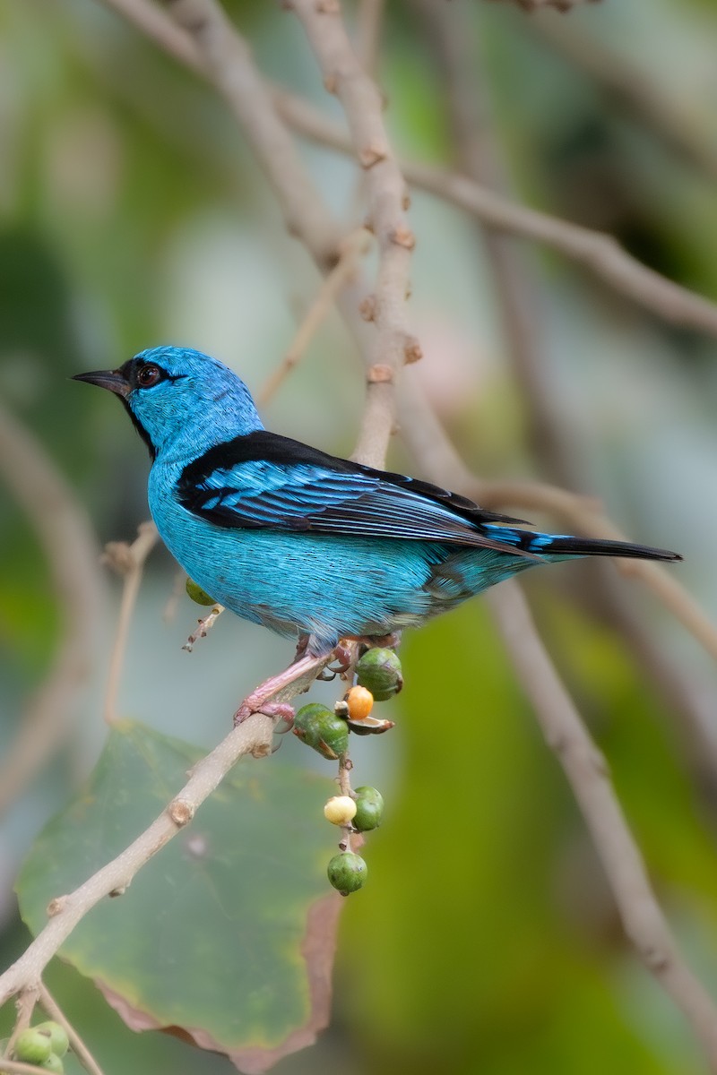 Blue Dacnis - ML645335971