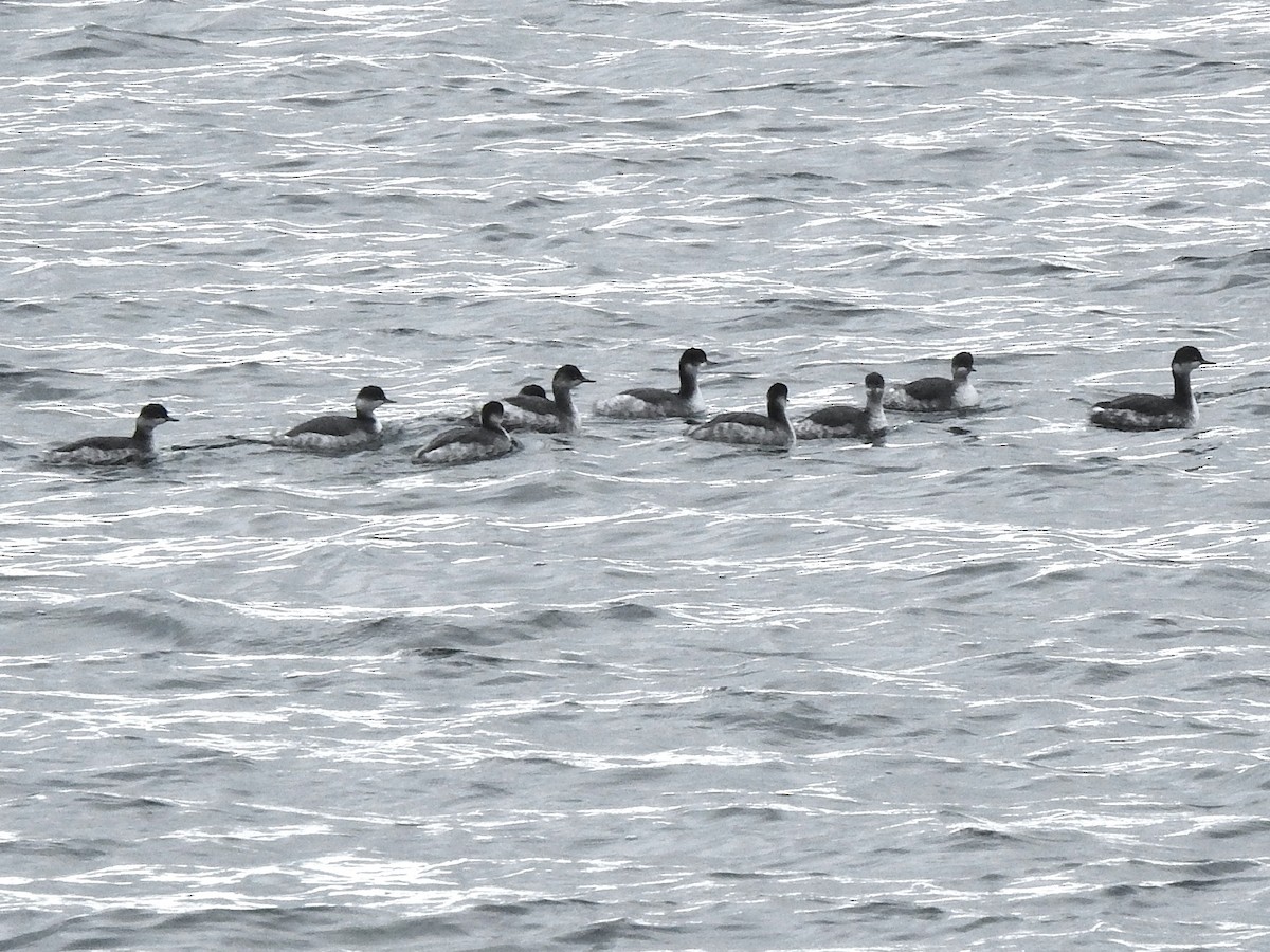 Eared Grebe - ML645335977