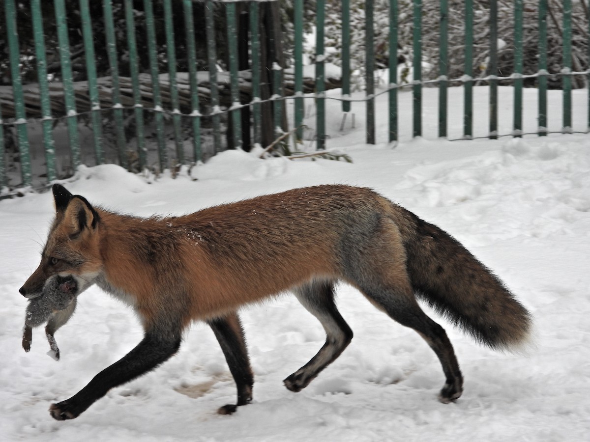 Animals - ML645335979