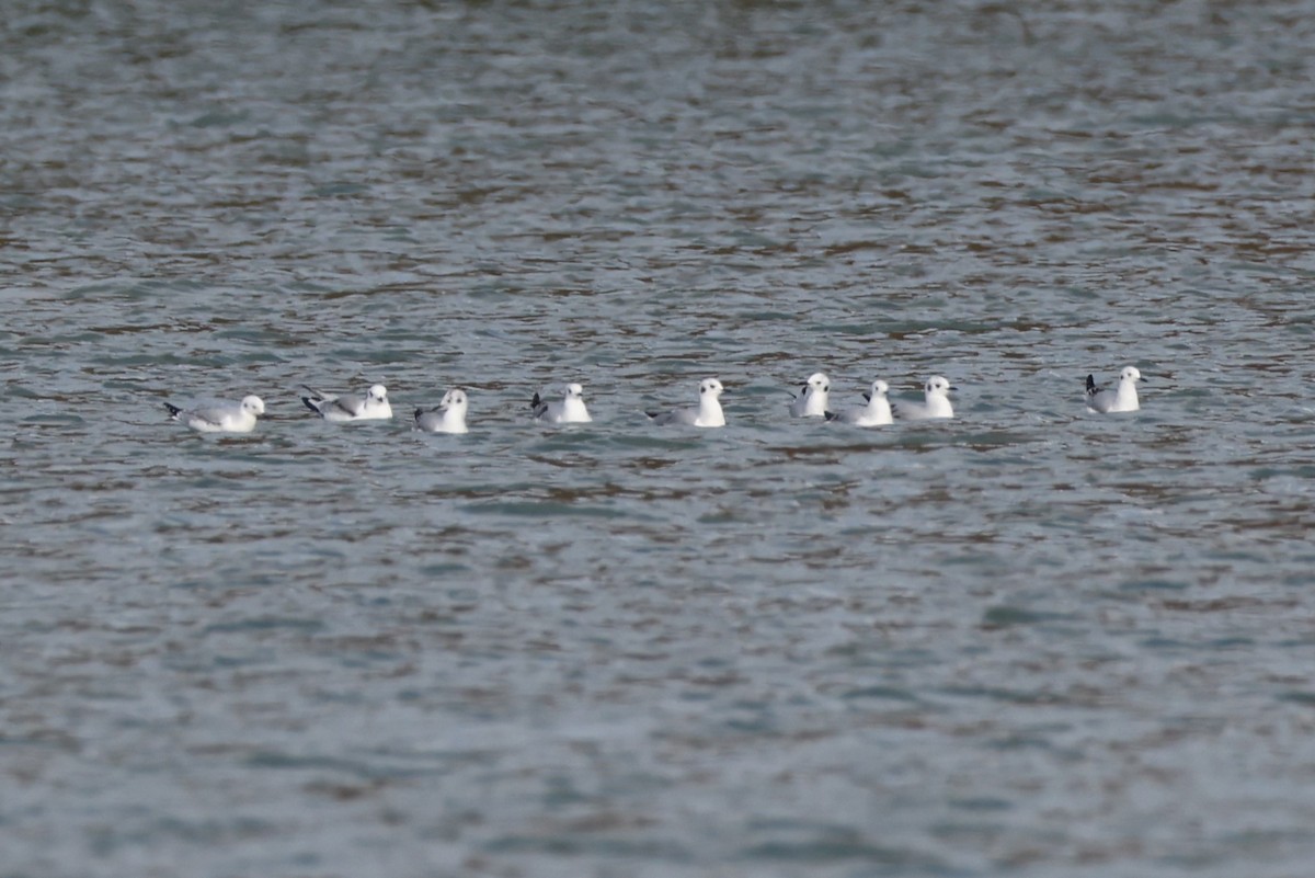Bonaparte's Gull - ML645335983
