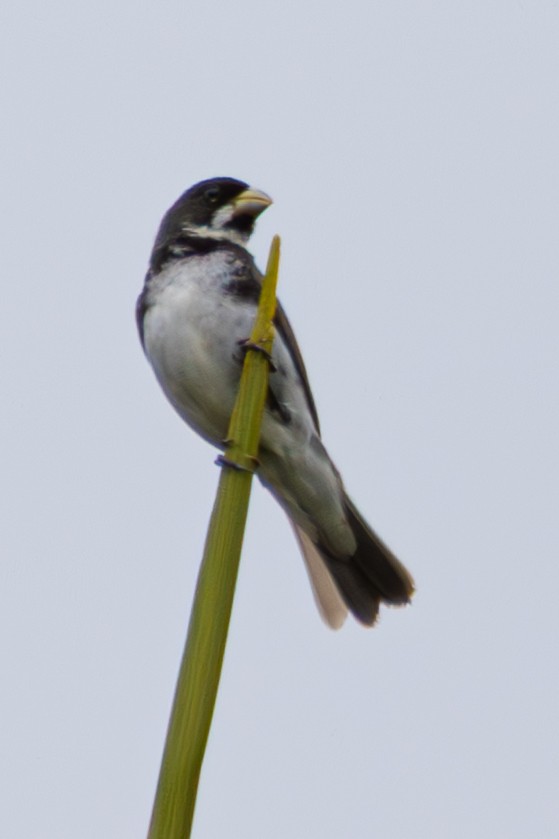 Double-collared Seedeater - ML645335989