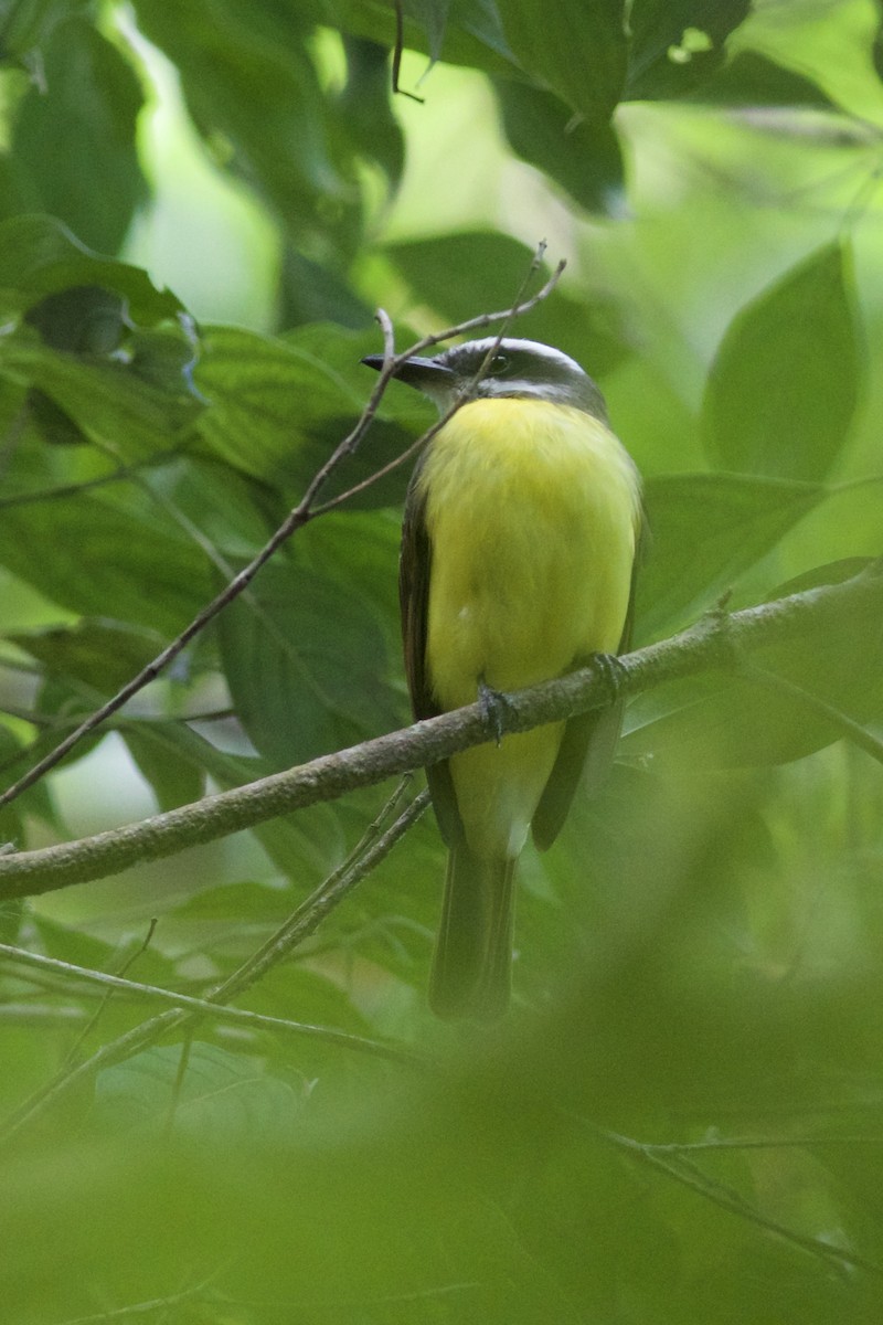 Golden-bellied Flycatcher - ML645335990