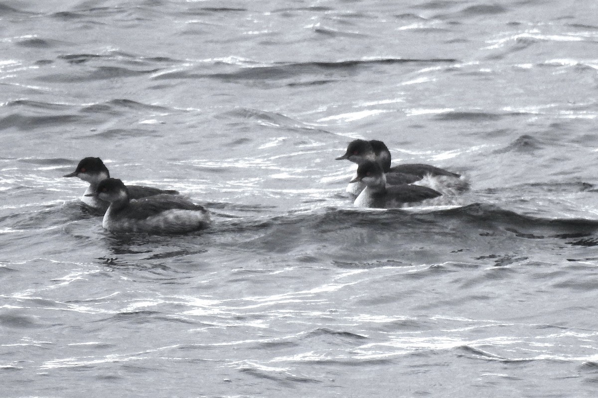 Eared Grebe - ML645335992