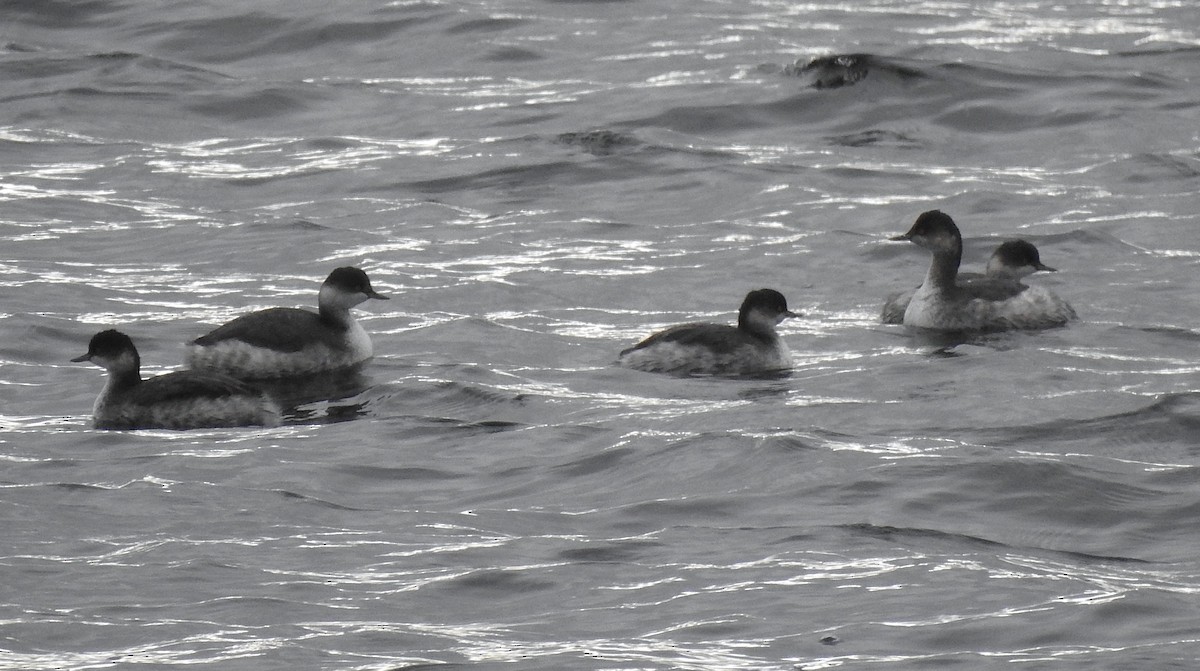 Eared Grebe - ML645335998