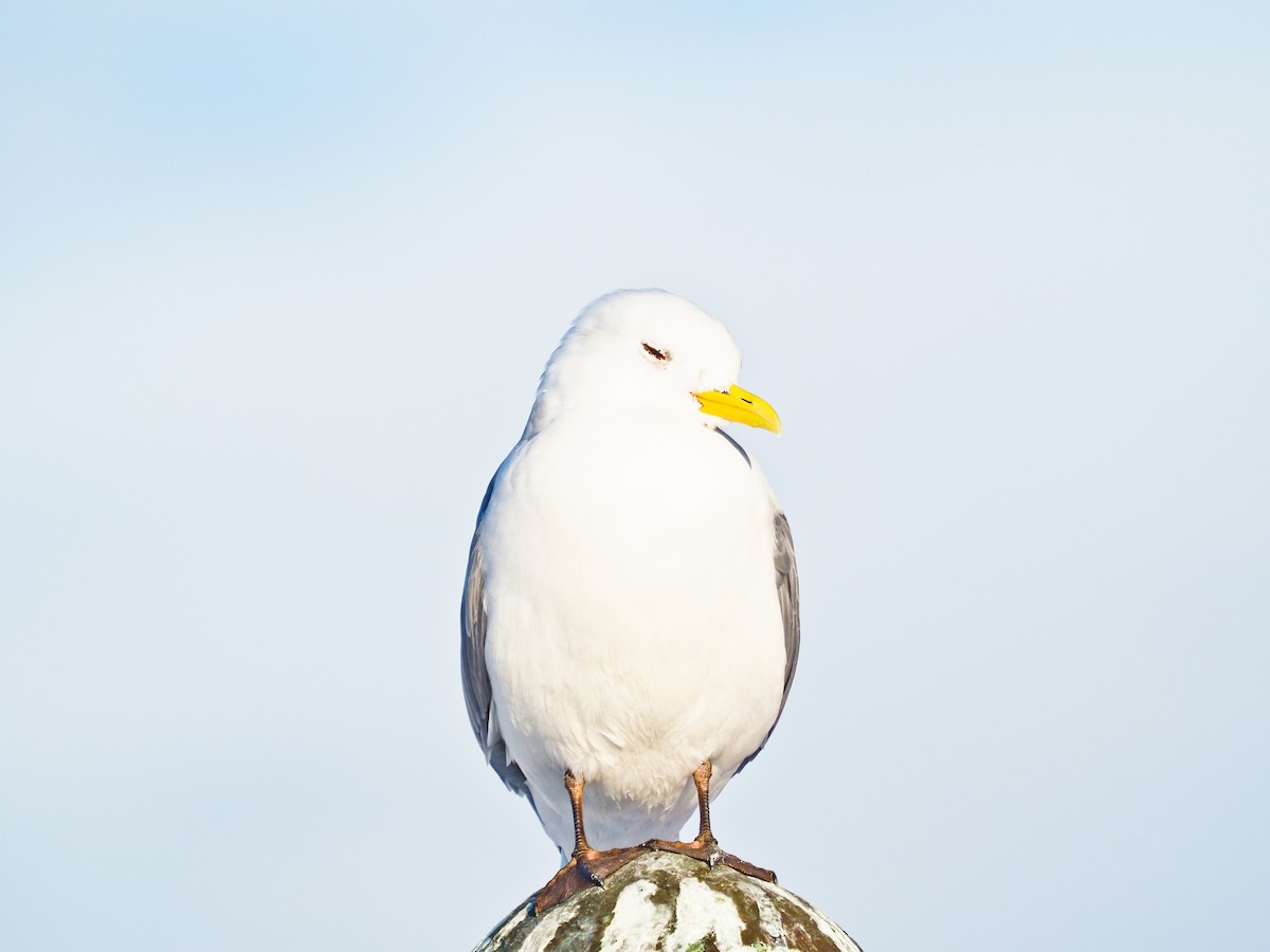 krykkje - ML645336002