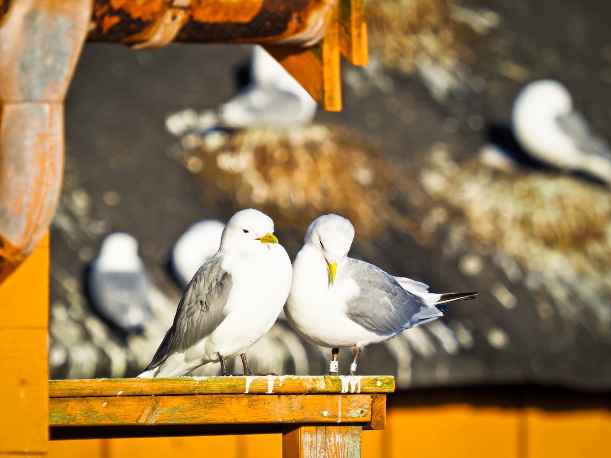 krykkje - ML645336004