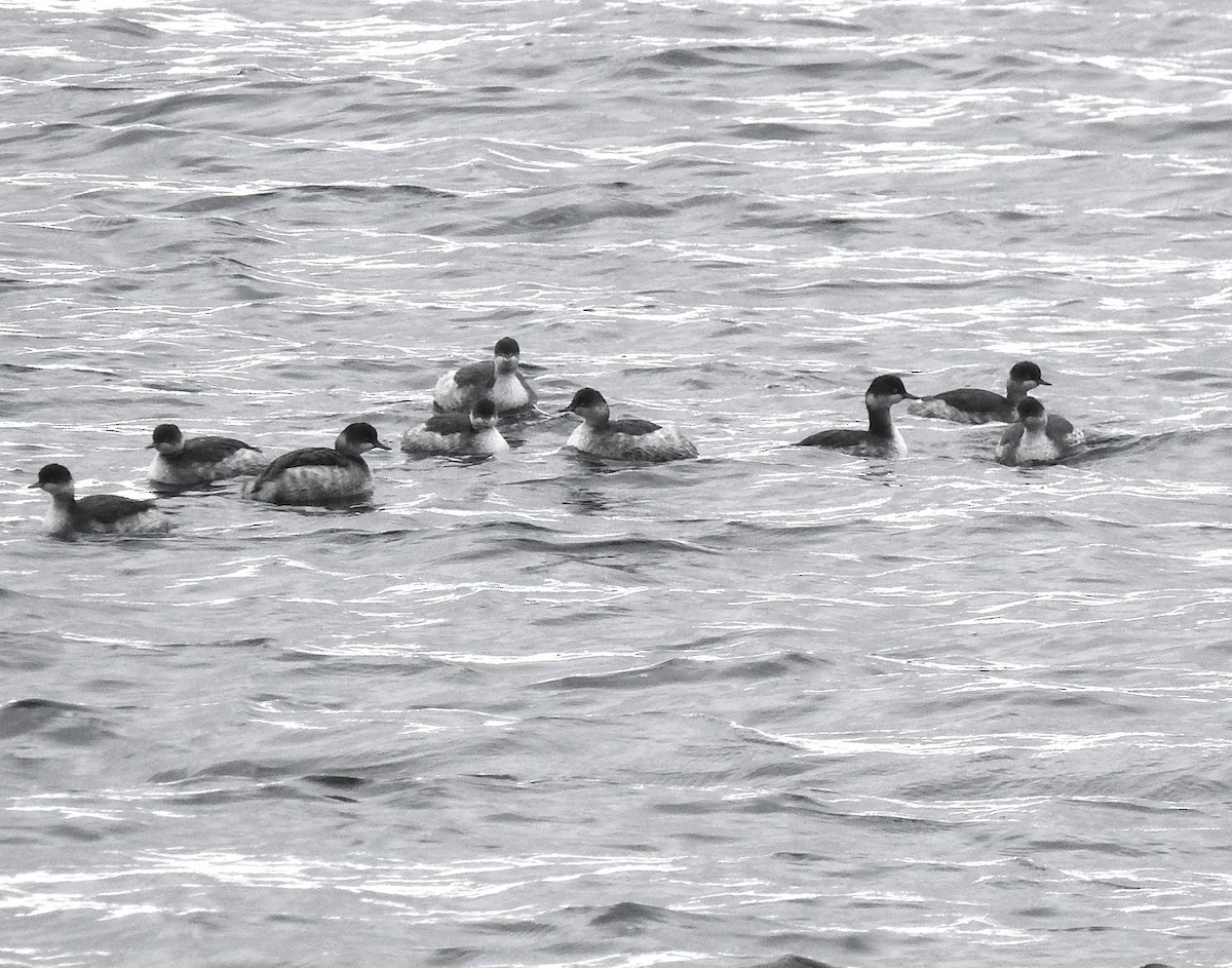 Eared Grebe - ML645336007