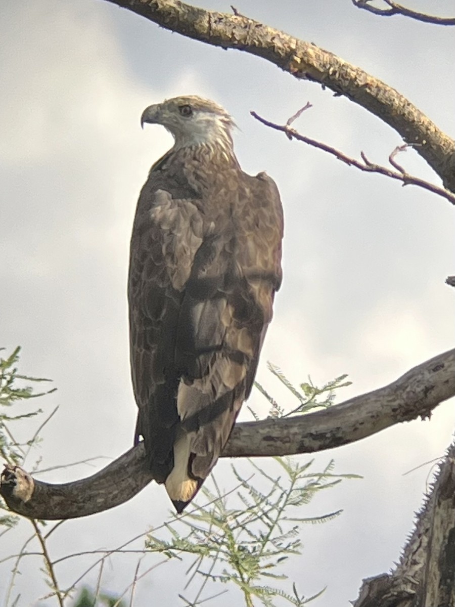 Madagascar Fish-Eagle - ML645336011
