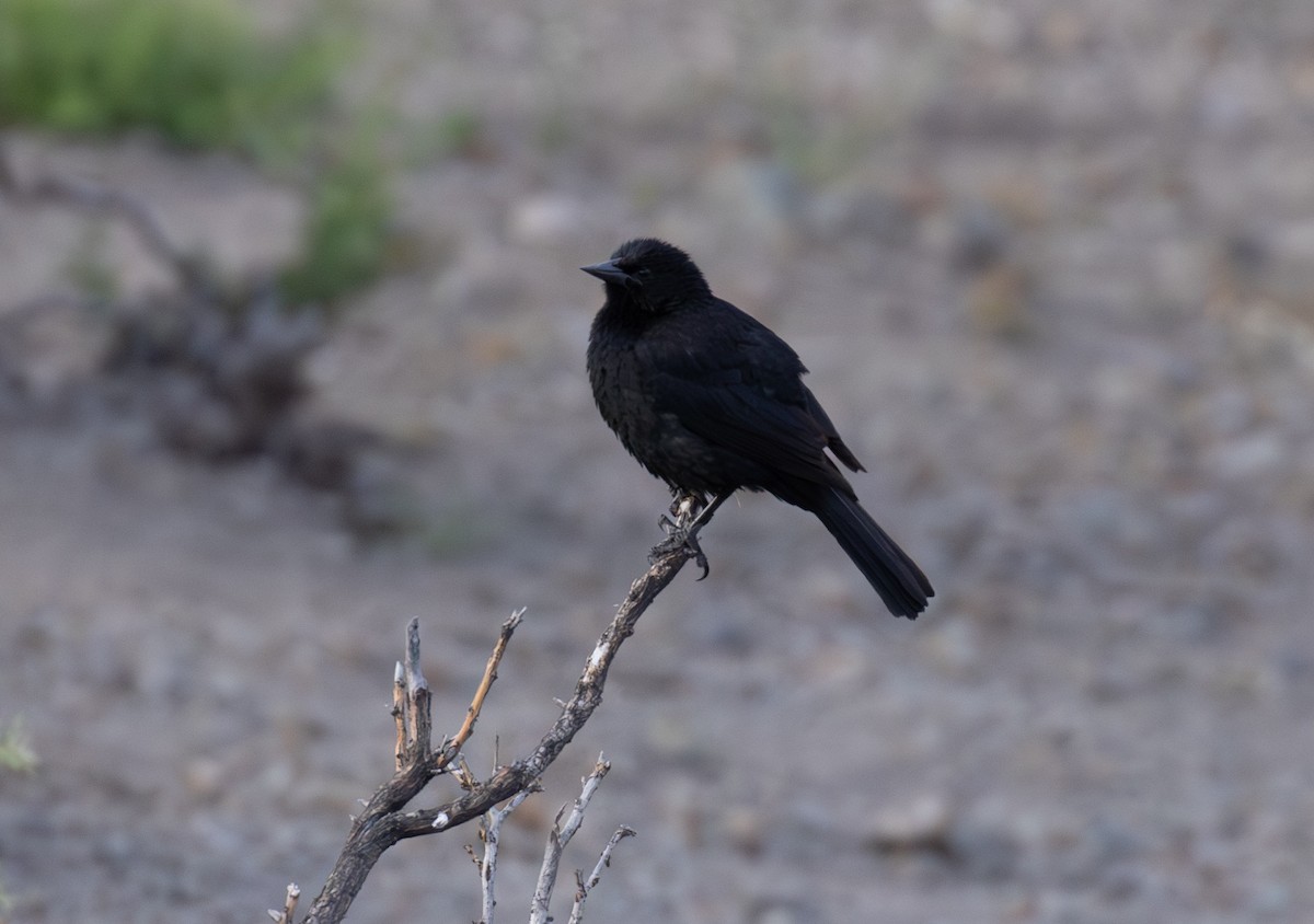 Austral Blackbird - ML645336019