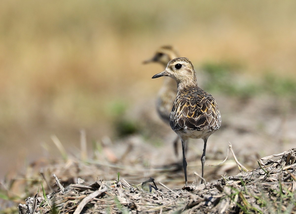 kulík pacifický - ML645336020