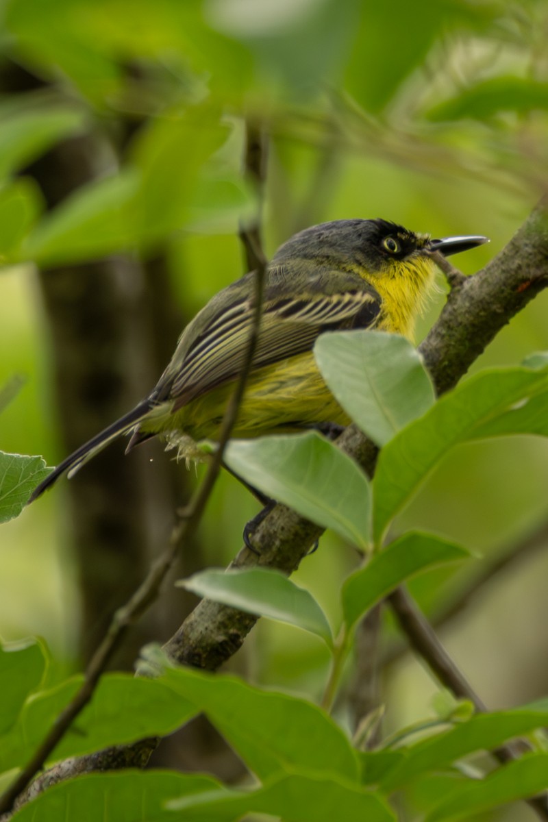 Common Tody-Flycatcher - ML645336024