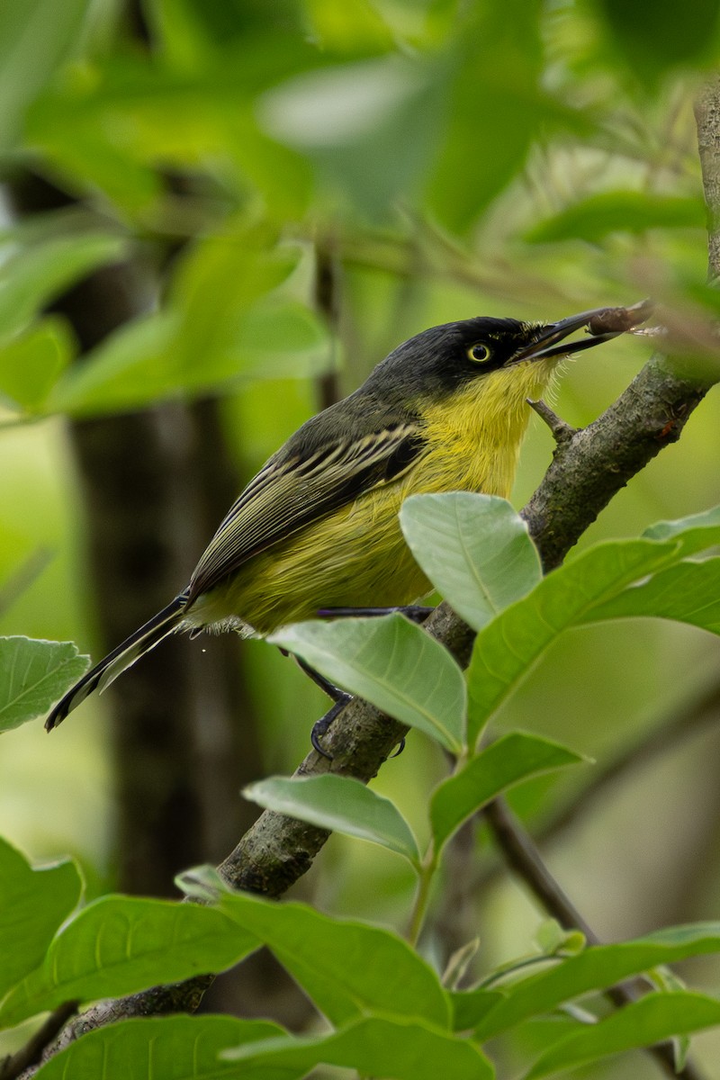 Common Tody-Flycatcher - ML645336026
