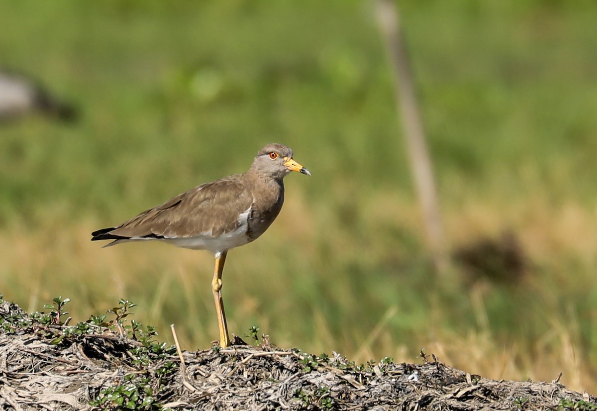 čejka šedohlavá - ML645336030