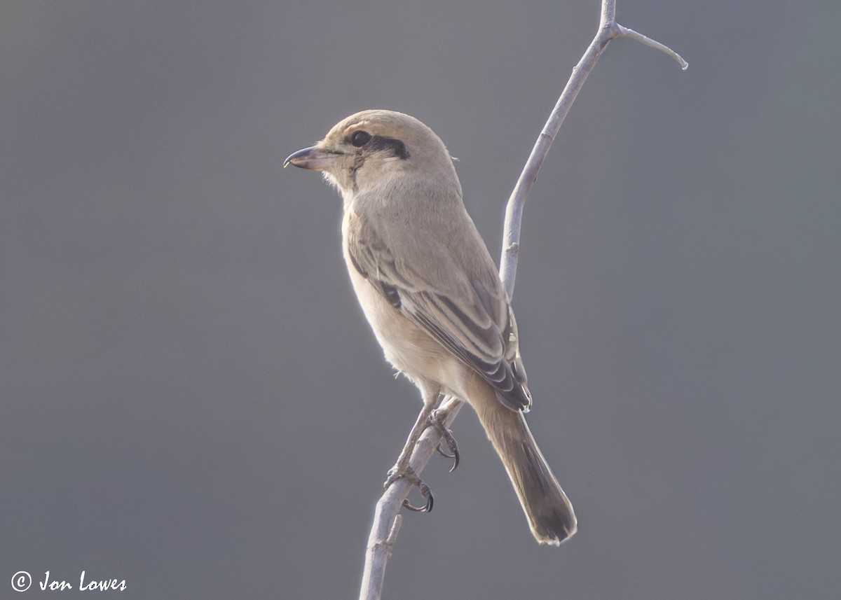 Alcaudón Isabel (isabellinus) - ML645336033