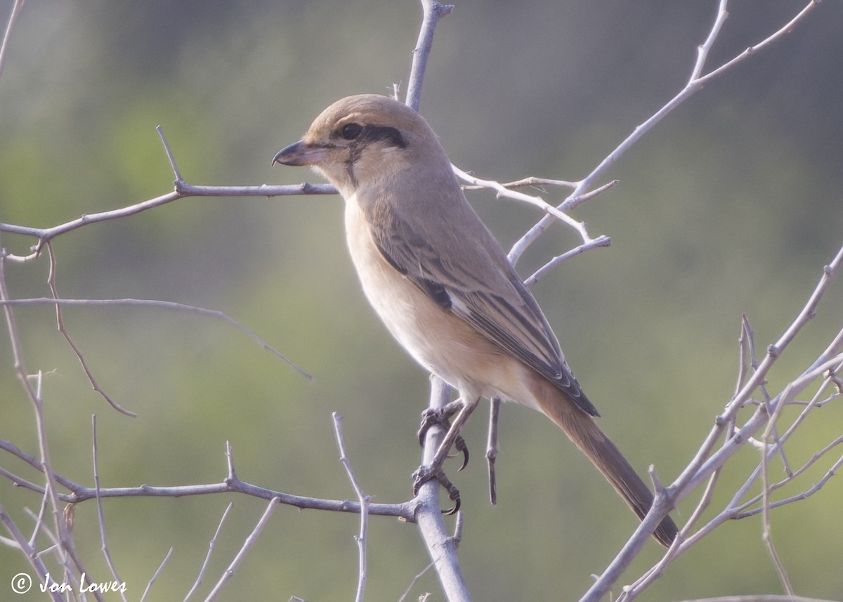 Alcaudón Isabel (isabellinus) - ML645336034