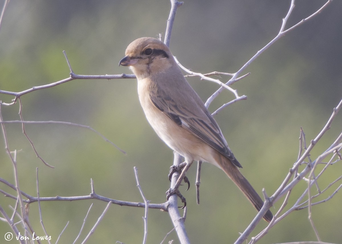Alcaudón Isabel (isabellinus) - ML645336035