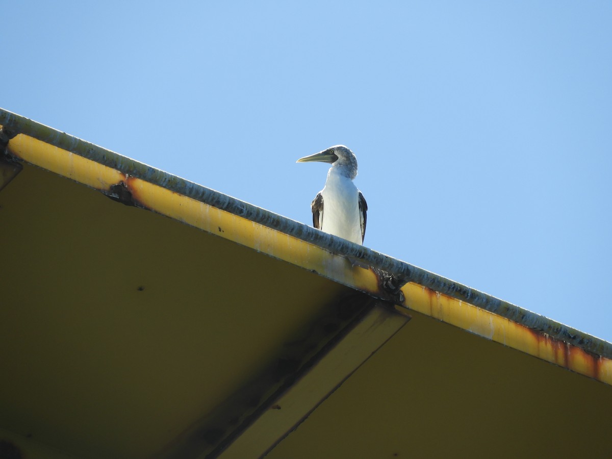 Masked Booby - ML645336038