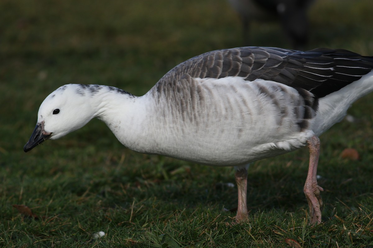 Snow Goose x Brant (hybrid) - ML645336040