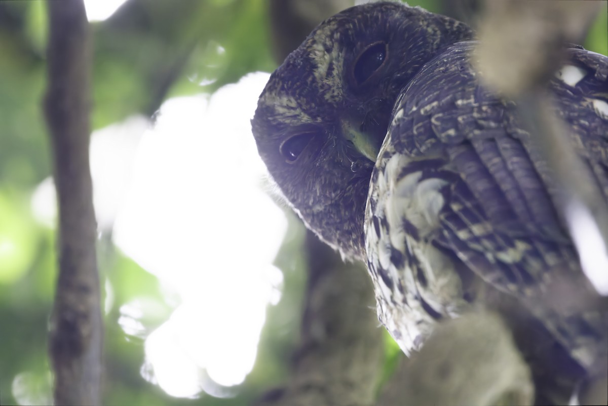 Mottled Owl - ML645336041