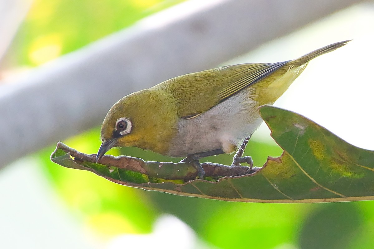 Indian White-eye - ML645336045
